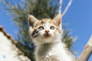 Les bienfaits du Matatabi pour les dents (et l'haleine) de votre chat